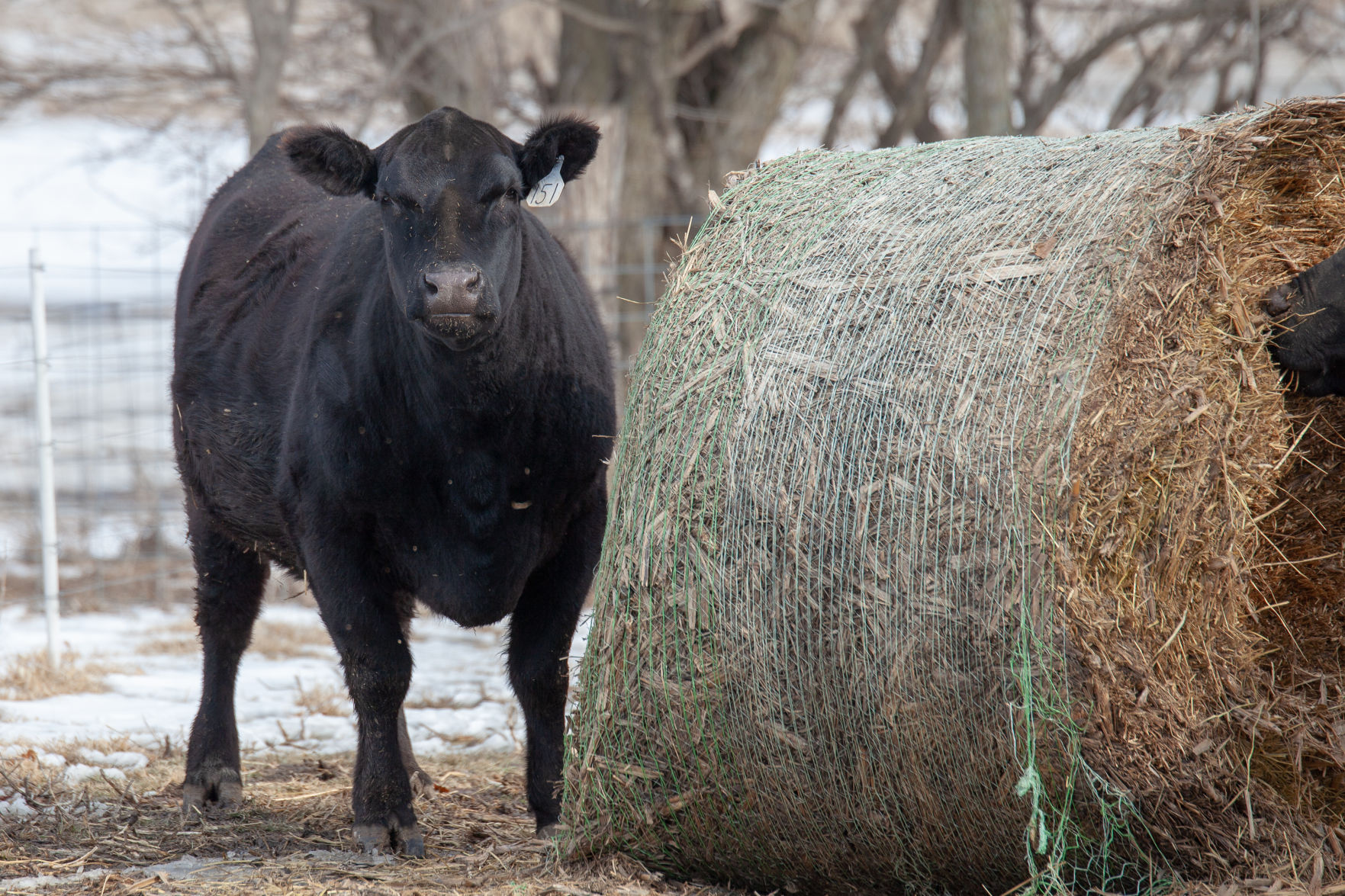 Byergo Heifer